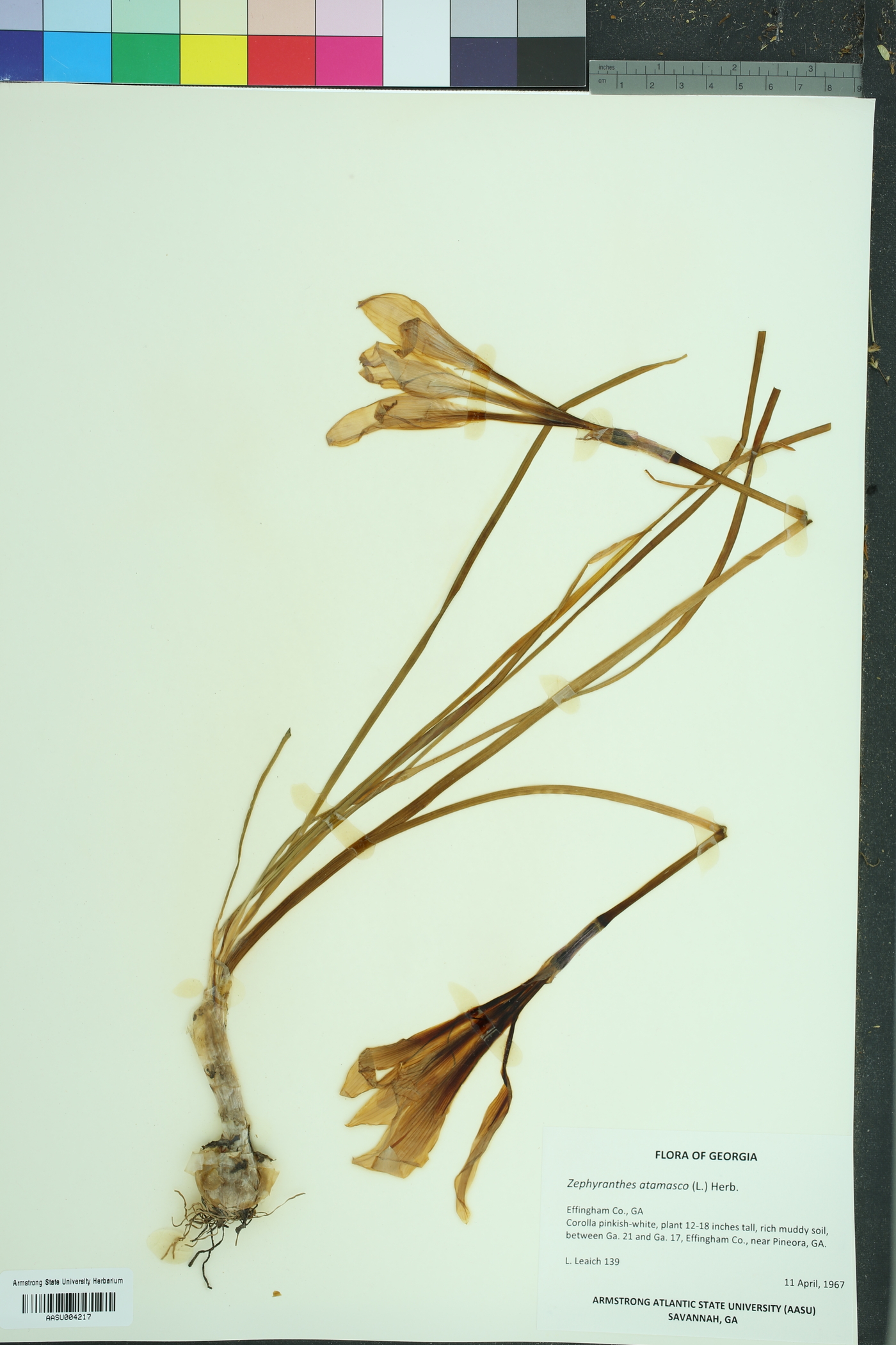 Zephyranthes atamasco image