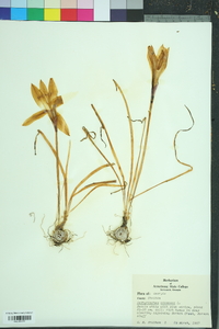 Zephyranthes atamasco image