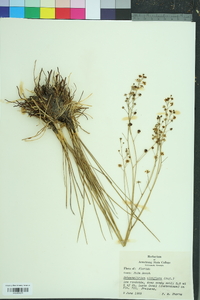 Schoenolirion albiflorum image