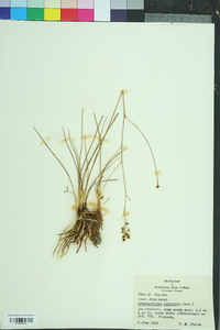 Schoenolirion albiflorum image