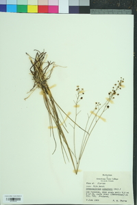 Schoenolirion albiflorum image