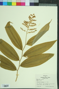 Maianthemum racemosum racemosum image