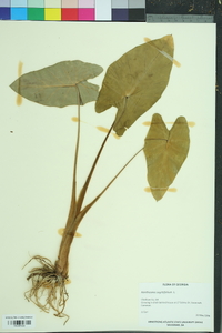 Xanthosoma sagittifolium image