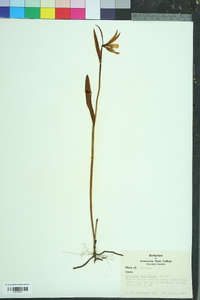 Cleistesiopsis divaricata image