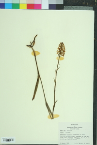 Platanthera cristata image