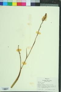 Platanthera cristata image