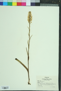 Platanthera cristata image