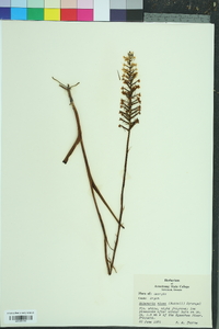 Platanthera nivea image