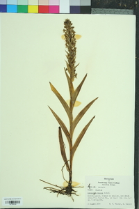 Habenaria repens image