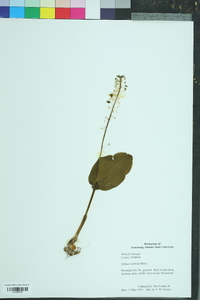 Malaxis unifolia image