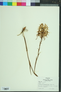 Platanthera blephariglottis image