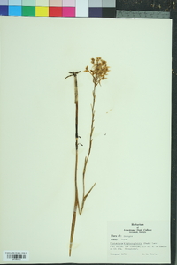 Platanthera blephariglottis image