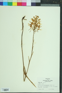 Platanthera blephariglottis image