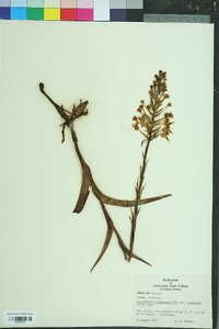 Platanthera blephariglottis image