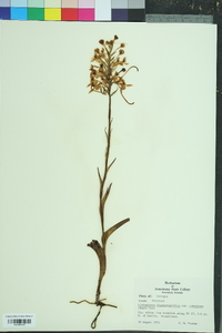 Platanthera blephariglottis image