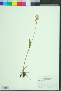 Pogonia ophioglossoides image