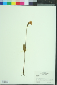 Pogonia ophioglossoides image