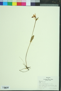 Pogonia ophioglossoides image