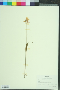 Pogonia ophioglossoides image