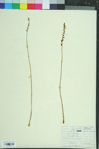 Spiranthes tuberosa image