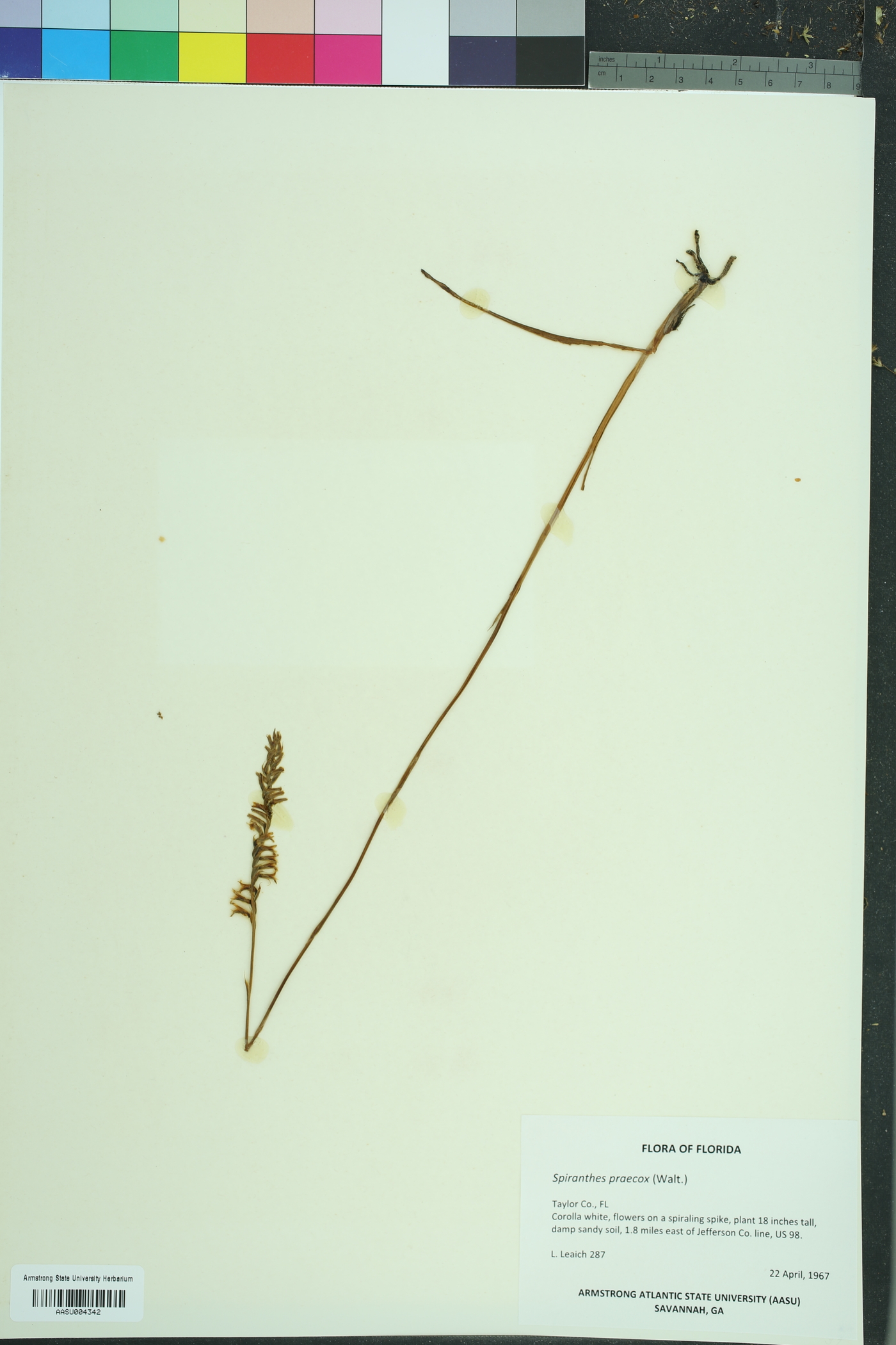Spiranthes praecox image