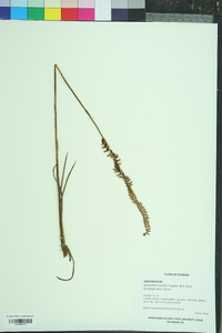 Spiranthes vernalis image