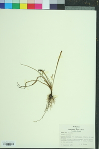 Hypoxis curtissii image