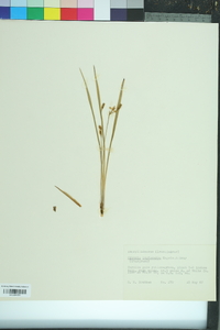 Hypoxis curtissii image