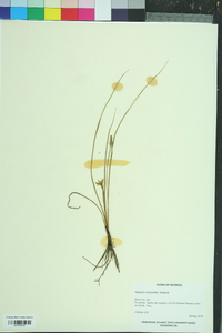 Hypoxis wrightii image