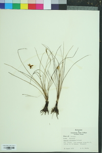 Hypoxis wrightii image