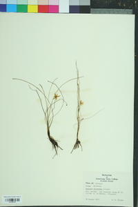 Hypoxis wrightii image