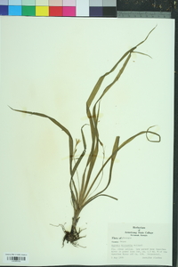 Hypoxis wrightii image