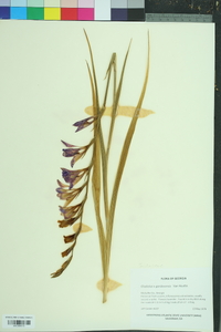 Gladiolus gandavensis image