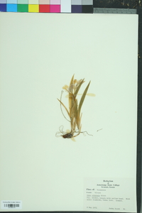 Iris cristata image