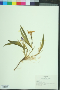 Iris verna image