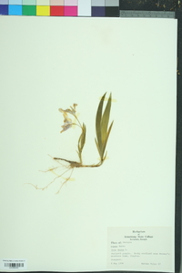 Iris verna image