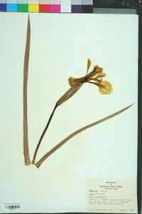 Iris virginica image