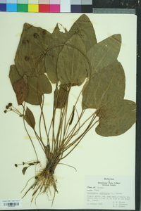 Echinodorus cordifolius image