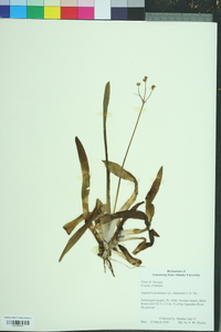 Sagittaria graminea image