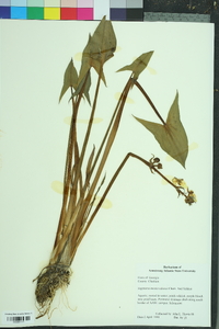 Sagittaria montevidensis image