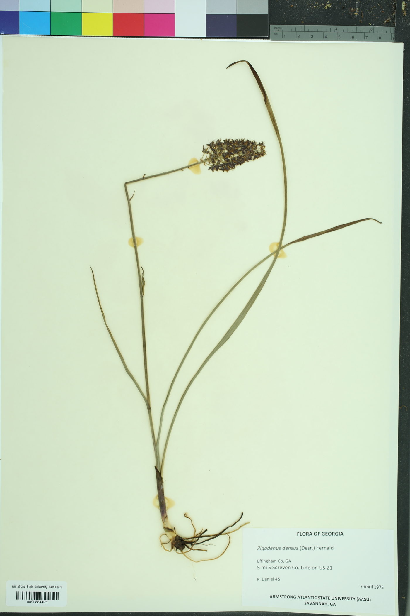 Zigadenus densus image