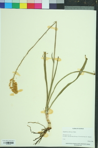 Zigadenus densus image