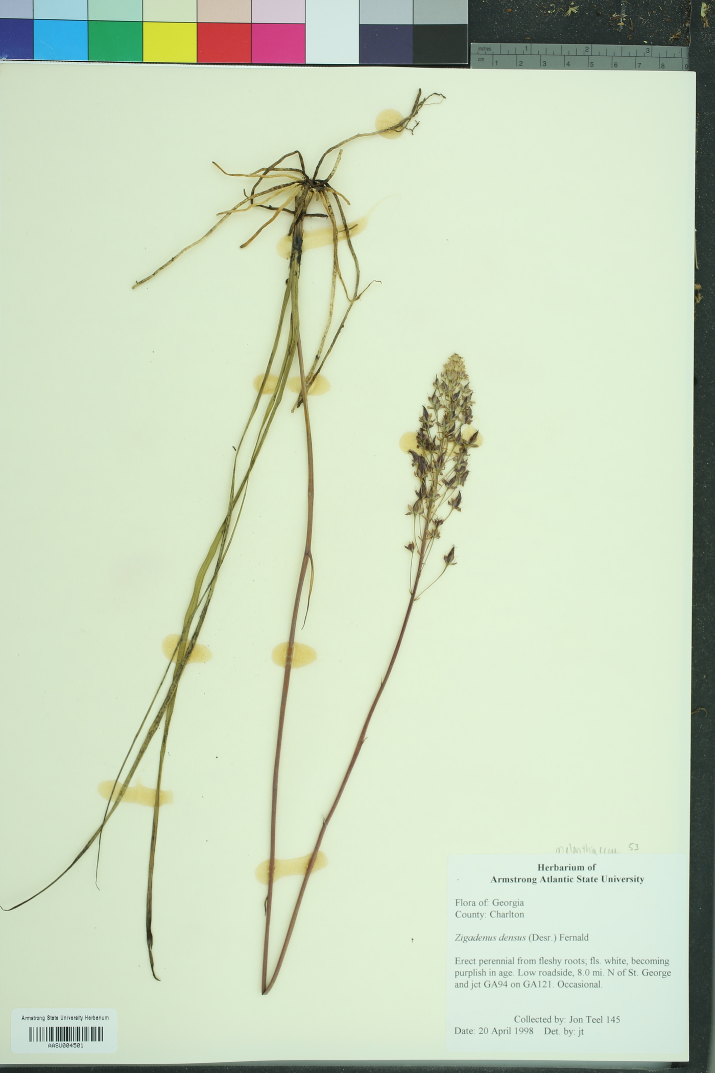 Zigadenus densus image