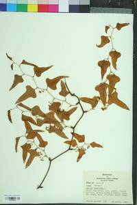 Smilax bona-nox image