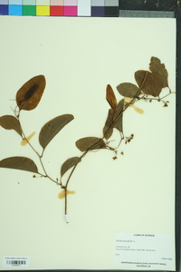 Smilax laurifolia image