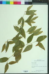 Smilax smallii image