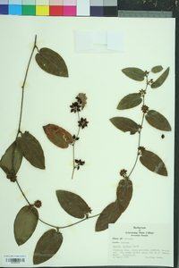 Smilax walteri image