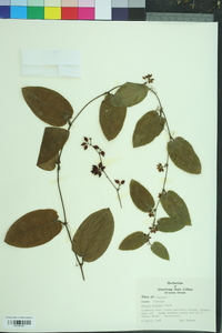 Smilax walteri image