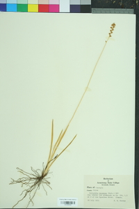 Tofieldia racemosa image