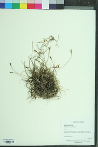 Tillandsia recurvata image